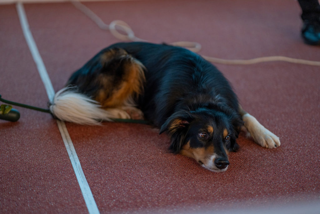 pes Trial leží na zemi na konferencii SEOloger naživo 2023